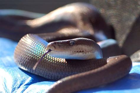 Olive Pythons at AAR | Reptiles, Reptiles and amphibians, Amphibians