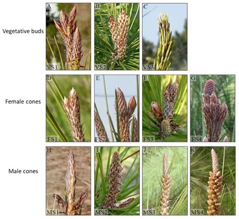 Gymnosperm Cone Male Vs Female