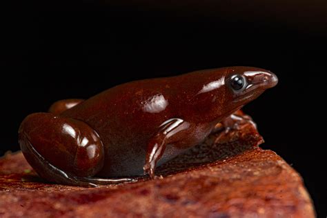 The newly discovered tapir frog has a magnificent snout | Popular Science