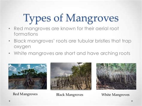 Mangroves