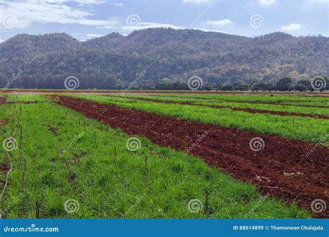 Rows of wheat plants stock image. Image of crop, contrasts - 88614899