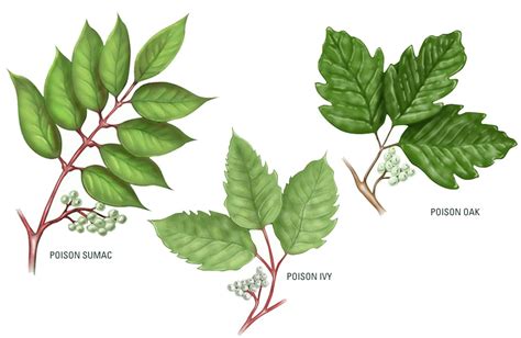 How To Tell the Difference Between Poison Sumac, Poison Ivy, and Poison ...