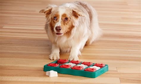 The 5 Best Toys For Smart Dogs