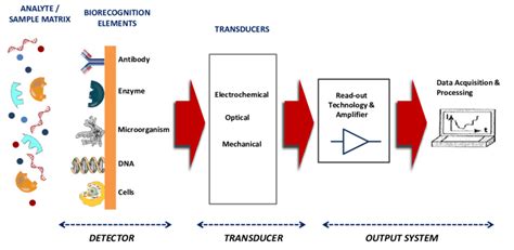 Biosensors: Components & Characteristics- My Biology Dictionary