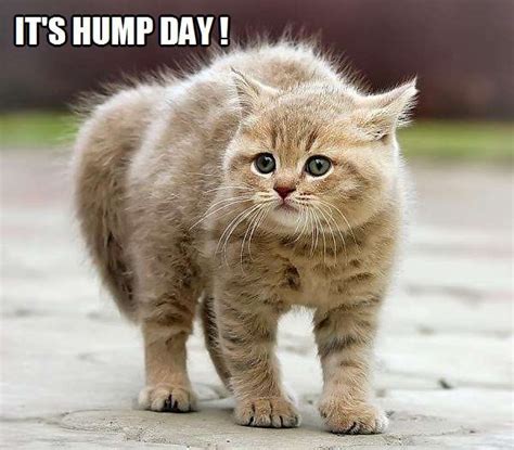 It's Hump Day! | Kittyworks