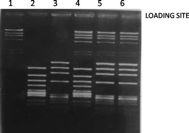 DNA fragmentation semiquantitative assay | Download Scientific Diagram