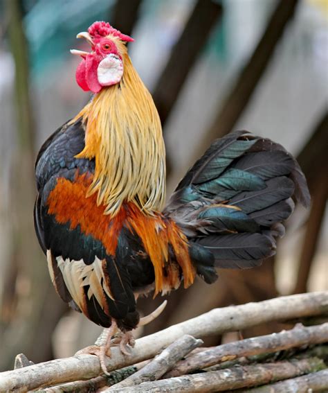 Everything You Need to Know About Rooster Spurs | Chickens For Backyards