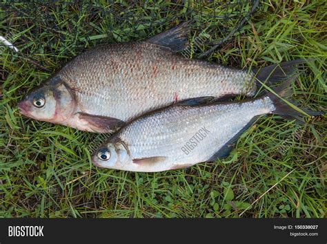 Several Common Bream Image & Photo (Free Trial) | Bigstock