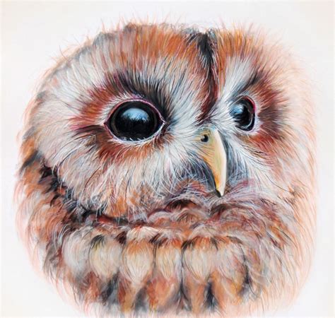 Joanne Barby | Owls drawing, Owl, Owl art