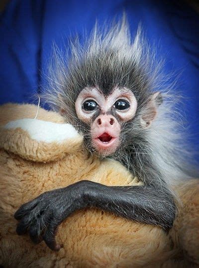 I’m Having A Bad Hair Day! | Cute animals, Animals, Baby animals