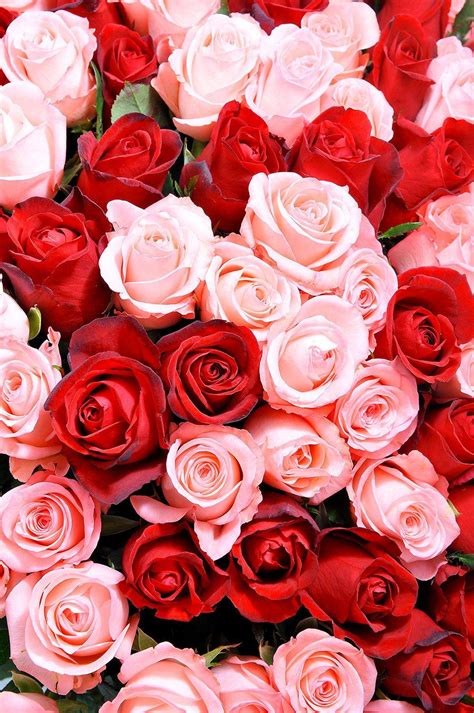 Red And Pink Roses Wallpapers Pics - Wallpaper Cave