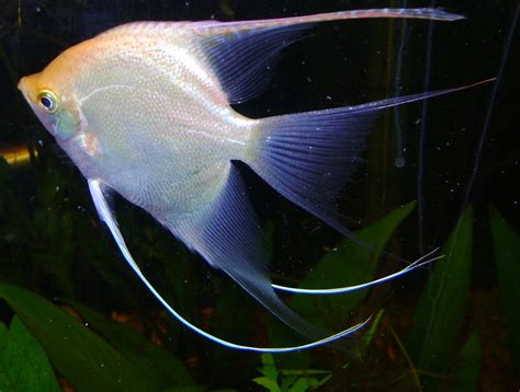 Marine Aquariums: Angel Fish White