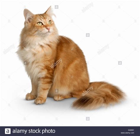 10 Orange Norwegian Forest Cat Personality Stock – See more ideas about pets, cute animals, animals.