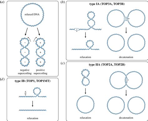 DNA supercoiling and topoisomerase mechanisms. (a) DNA supercoiling. A ...