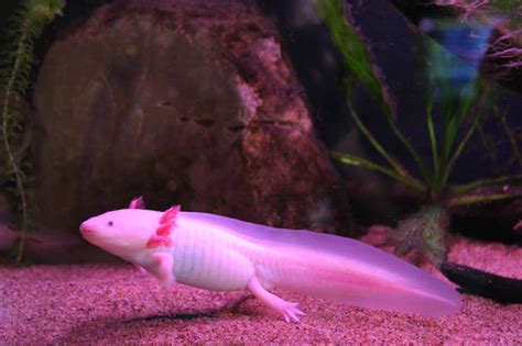 Wie funktioniert die Regeneration beim Axolotl? - axolotl-wissen