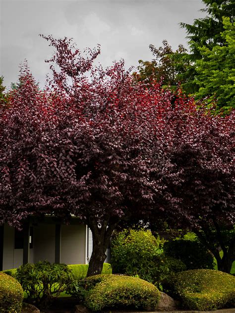 Krauter Vesuvius Purple Leaf Plum Trees For Sale | The Tree Center