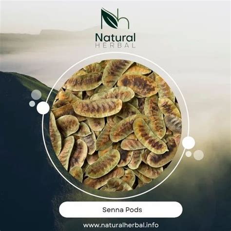 Senna Leaves Pods at Rs 60/kilogram | Dried Senna Pods in Sojat | ID: 5038861073