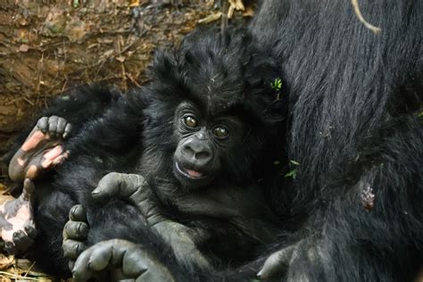 Baby gorillas get their names in a ceremony created to save their species.