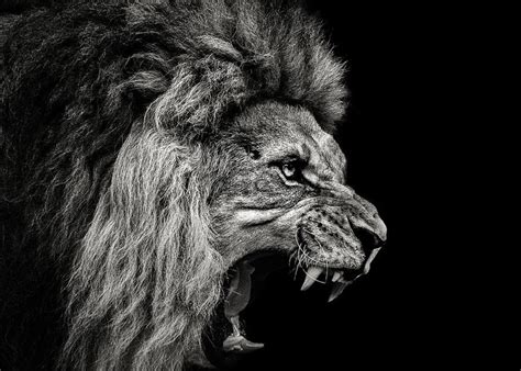 Roaring Black And White Lion Images - img-cahoots