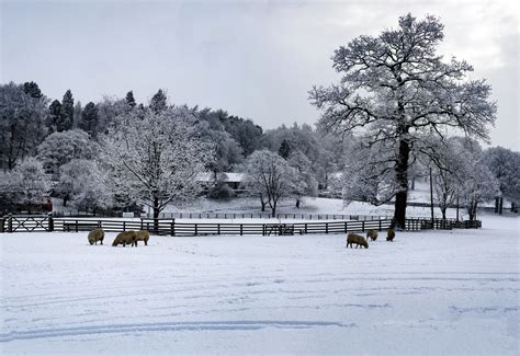 Winter Landscape Free Stock Photo - Public Domain Pictures