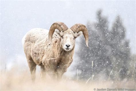 Expert Tips to Spot Banff Wildlife - Travel Banff Canada