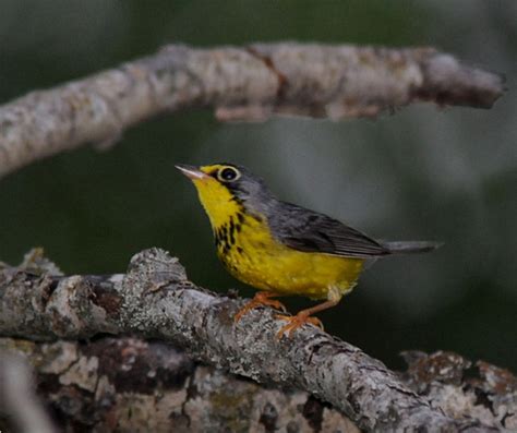 Canada warbler (Cardellina canadensis): recovery strategy 2016 - Canada.ca