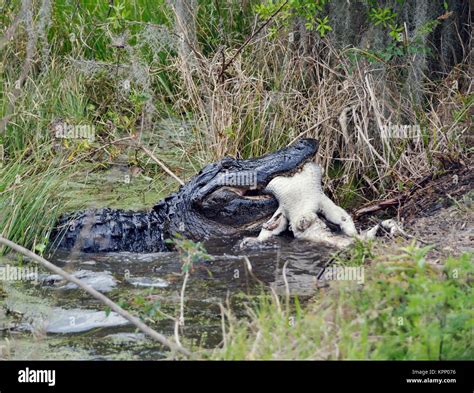 Large Florida Alligator Eating an Alligator Stock Photo - Alamy