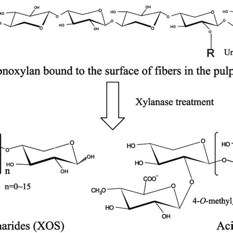 Production of xylooligosaccharides by xylanase treatment. XOS is a... | Download Scientific Diagram