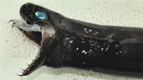 'Alien'-Like Sharks With Extendable Jaws Pulled From Deep Sea