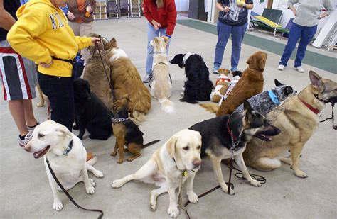 Therapy Dog Training | Columbia Mo