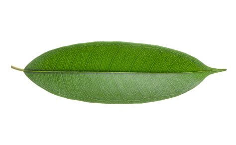 Oblong Leaf Stock Photo - Download Image Now - Botany, Close-up, Color Image - iStock