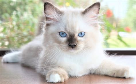 Ragdoll Cats For Sale | Orlando, FL #243600 | Petzlover