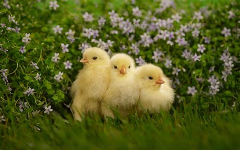 Download Flower Fluffy Cute Chick Animal Chicken HD Wallpaper