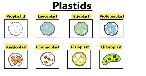 The proplastids forms a colourless plastid called asA. AmyloplastsB. AleuroplastsC. ElaioplastsD ...