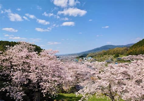 Cherry Blossoms in Full Bloom in Nara Prefecture | KANSAI NARA Treasure Travel (Nara/Kyoto/Osaka ...