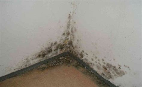 What type of damp do you have? | All Dry Damp Proofing