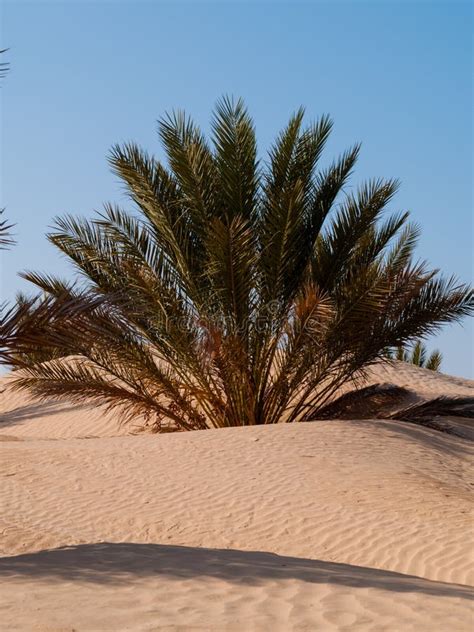 Douz-Tunisia, Sahara Desert in Southern Tunisia, Sand Dunes Stock Image ...