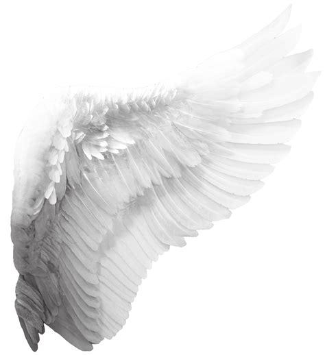 Angel Wings Logo Png Pics Aesthetic | Images and Photos finder