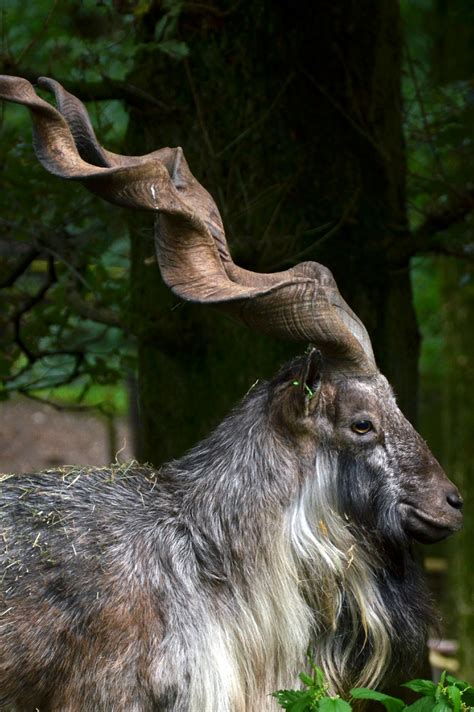 Community-based Conservation of Markhor in Pakistan - Safari Club ...