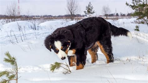 10 Cold Weather Dog Breeds | Pet Health Insurance & Tips