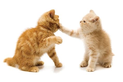 Do You Have an Aggressive Cat — or Just a Brat?! - Catster