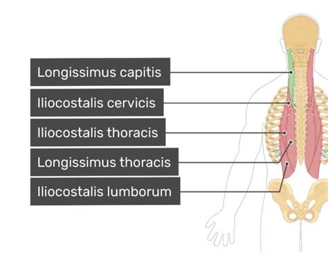 Longissimus Capitis Muscle | GetBodySmart