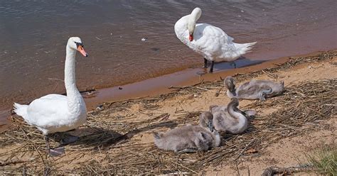 A Picture Each Day: Cygnets