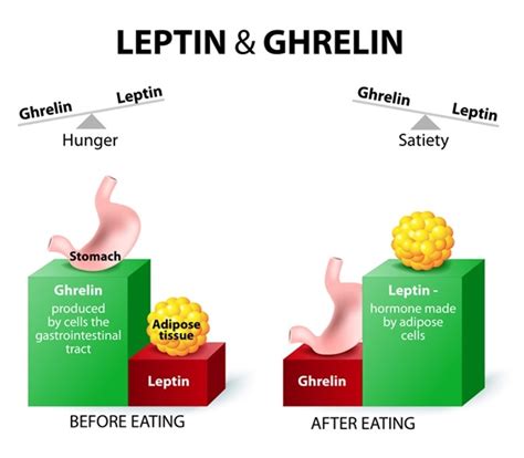 Ghrelin and Leptin