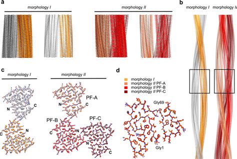 Cryo-EM structures of AA amyloid fibrils purified from diseased... | Download Scientific Diagram