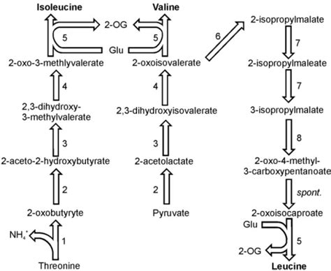 Pathways of isoleucine, valine and leucine synthesis. R | Open-i