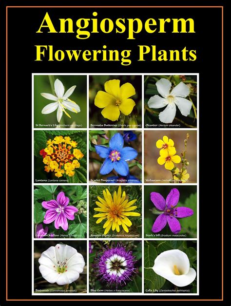 Life Science - The flowering plants, also known as...