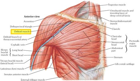 Deltoid muscle anatomy, fibers, function and action of the deltoid muscle