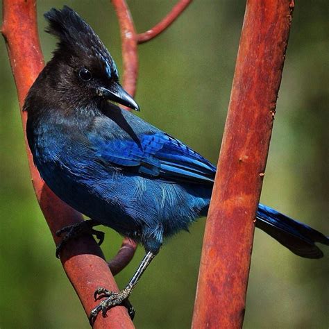 I birds . . . DId you know the Steller’s Jay can imitate birds ...