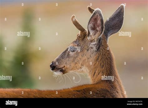 Blacktail deer antlers hi-res stock photography and images - Alamy